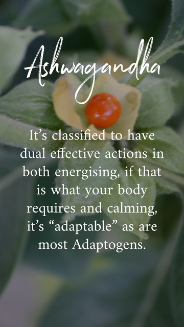 Super plant powers of Ashwagandha