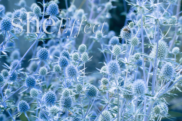 She Effect - The Natural Science Elevating Your Wellbeing