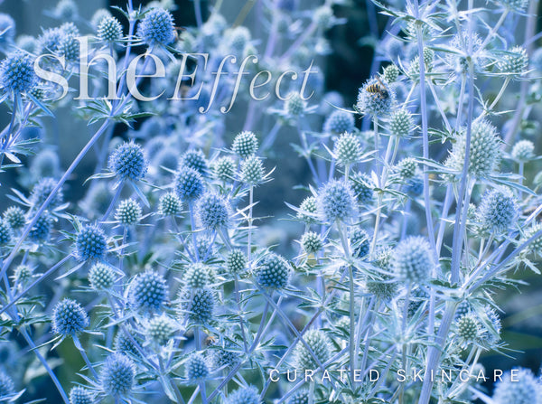 Spring Herbs & Botanicals to Renew Your Body and Mind