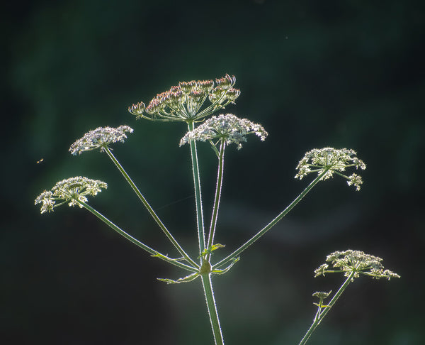 Effective Botanicals by She Effect